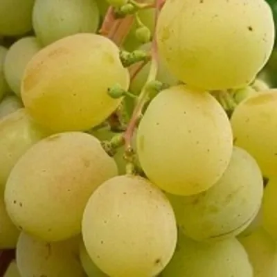 Виноград ТАЛИСМАН в Пензе