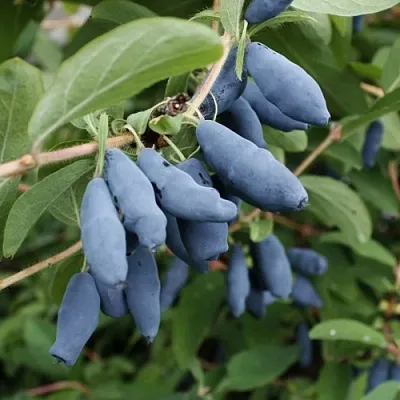 Жимолость съедобная ТОМИ японская  Жимолость съедобная ТОМИ японская в Пензе