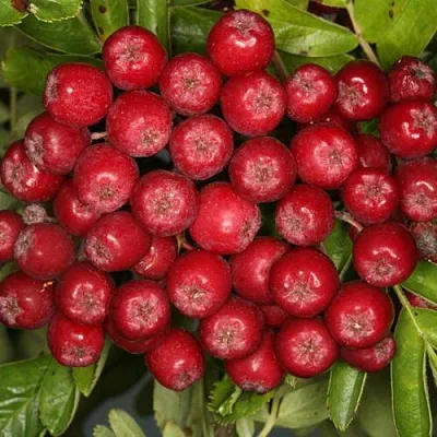 Рябина РУБИНОВАЯ сладкоплодная  Рябина РУБИНОВАЯ сладкоплодная в Пензе