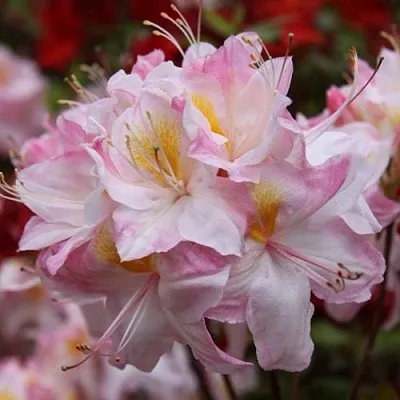 Азалия САТОМИ японская  Азалия САТОМИ японская в Пензе