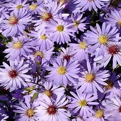 Астра БЛЮ ХЕВЕН сердцелистная в Пензе