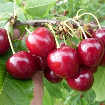 Вишня КОЛОННОВИДНАЯ в Пензе