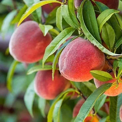 Персик РЭД ХЕВЕН  Персик РЭД ХЕВЕН в Пензе