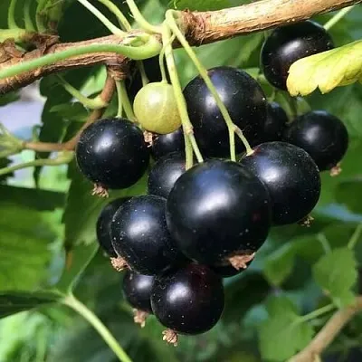 Смородина чёрная ДАБРАДЗЕЯ  Смородина чёрная ДАБРАДЗЕЯ в Пензе