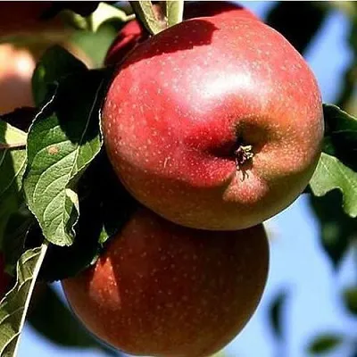 Яблоня АНТЕЙ КИЕВСКИЙ колонновидная в Пензе