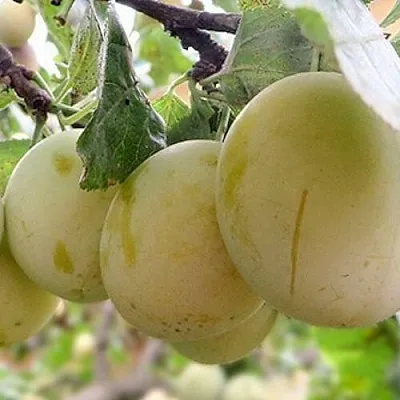 Слива УТРО  Слива УТРО в Пензе