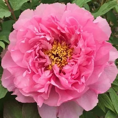 Пион РОЗОВЫЙ ЛОТОС древовидный в Пензе