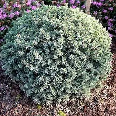 Ель ЭХИНИФОРМИС сизая  Ель ЭХИНИФОРМИС сизая в Пензе