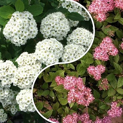 Комплект ТАЛАНТЛИВЫЙ САДОВОД в Пензе