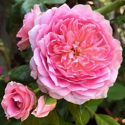 Саженцы роз ФРАНЦУЗСКОЕ ПЛАТЬЕ японская  Саженцы роз ФРАНЦУЗСКОЕ ПЛАТЬЕ японская в Пензе