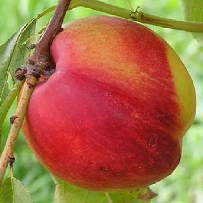 Нектарин СТАРК РЕД ГОЛД  Нектарин СТАРК РЕД ГОЛД в Пензе