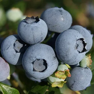 Высокорослые сорта   Высокорослые сорта  в Пензе