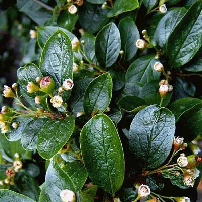 Кизильник  Кизильник в Пензе