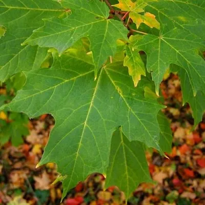 Клен сахарный  Клен сахарный в Пензе