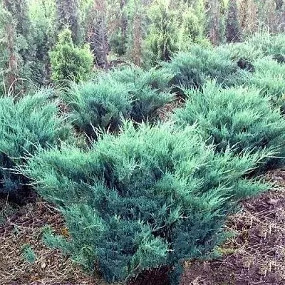 Можжевельник БЛЮ ДАНУБ казацкий  Можжевельник БЛЮ ДАНУБ казацкий в Пензе