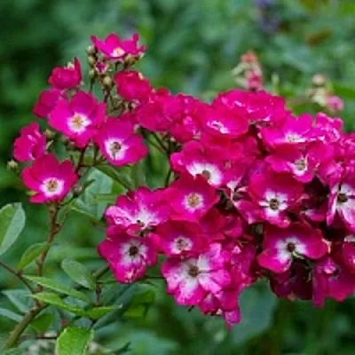 Саженцы роз МАРДЖОРИ ФЕЙР полиантовая  Саженцы роз МАРДЖОРИ ФЕЙР полиантовая в Пензе