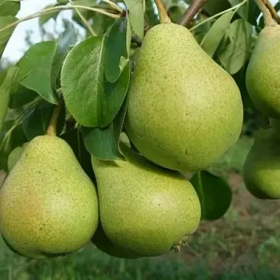 Груша СВЕРДЛОВЧАНКА  Груша СВЕРДЛОВЧАНКА в Пензе