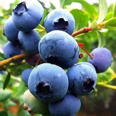 Низкорослые сорта   Низкорослые сорта  в Пензе