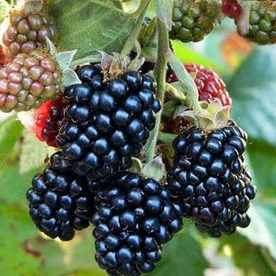 Ежевика ОУАЧИТА бесшипная — описание сорта Ежевика ОУАЧИТА бесшипная в Пензе