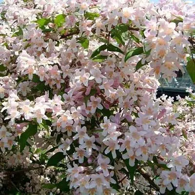 Кольквиция  Кольквиция в Пензе