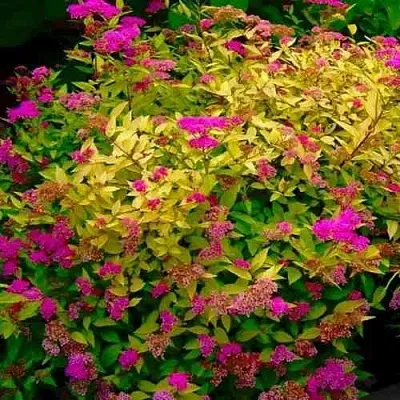 Спирея ГОЛДЕН ПРИНЦЕСС японская  Спирея ГОЛДЕН ПРИНЦЕСС японская в Пензе