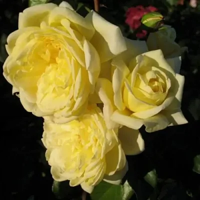 Саженцы роз КАЗИНО плетистая  Саженцы роз КАЗИНО плетистая в Пензе