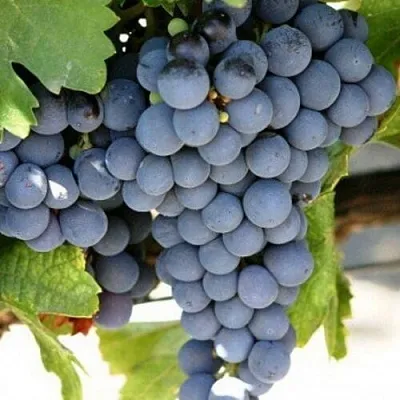 Виноград ЧЕСУРАН  Виноград ЧЕСУРАН в Пензе