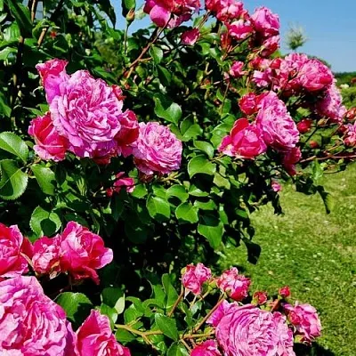 Саженцы роз ИНЕС САСТР плетистая  Саженцы роз ИНЕС САСТР плетистая в Пензе