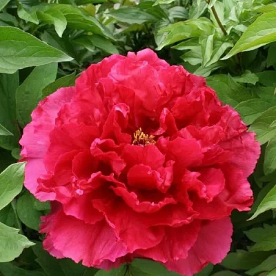 Пион АРОМАТНОЕ ВОСПОМИНАНИЕ древовидный в Пензе