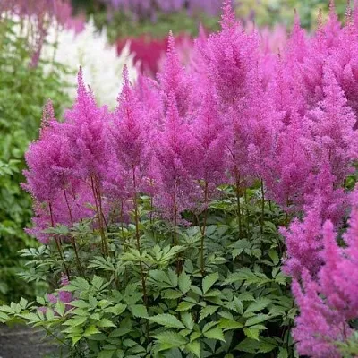 Астильба АМЕТИСТ Арендса в Пензе