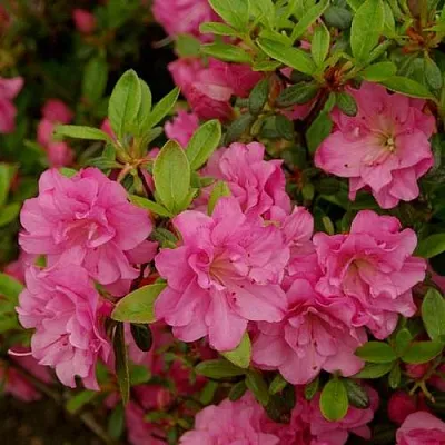 Азалия РОЗИНЕТТА японская  Азалия РОЗИНЕТТА японская в Пензе