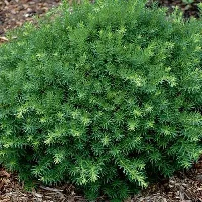 Тис ХИКСИ средний в Пензе