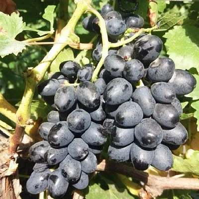 Виноград КИШМИШ АТТИКА  Виноград КИШМИШ АТТИКА в Пензе