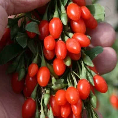 Годжи КОРЕАН БИГ — описание сорта Годжи КОРЕАН БИГ в Пензе