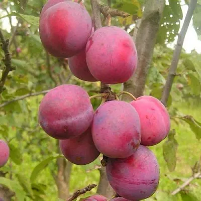 Слива ЭДИНБУРГСКАЯ  Слива ЭДИНБУРГСКАЯ в Пензе