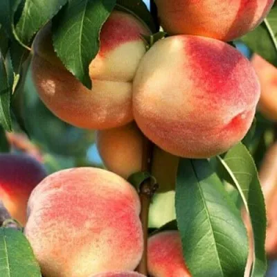 Персик ЛОЙКО 2  Персик ЛОЙКО 2 в Пензе