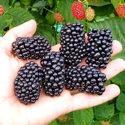 Ежевика ОУАЧИТА бесшипная — описание сорта Ежевика ОУАЧИТА бесшипная в Пензе