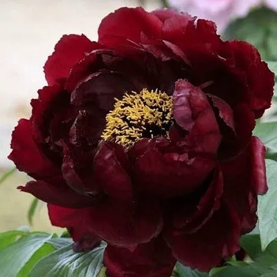 Пион ПОЛНОЧЬ древовидный в Пензе