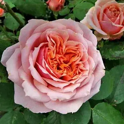 Саженцы роз ПОЛЬ БОКЮЗ шраб  Саженцы роз ПОЛЬ БОКЮЗ шраб в Пензе