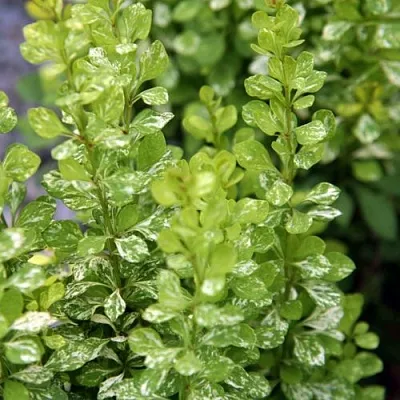 Барбарис ПАУ ВАУ тунберга в Пензе