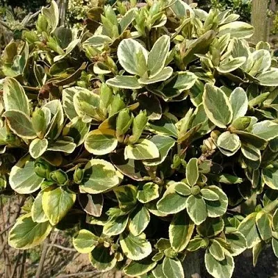 Бересклет КАНАДЕЙЛ ГОЛД   Бересклет КАНАДЕЙЛ ГОЛД  в Пензе