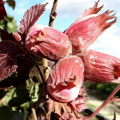 Фундук АЛЫЙ ПАРУС в Пензе