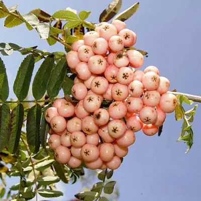 Рябина ПИНК ВЕЙЛ  Рябина ПИНК ВЕЙЛ в Пензе