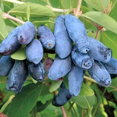 Жимолость съедобная ПАВЛОВСКАЯ в Пензе