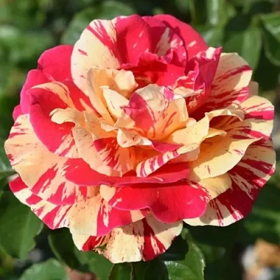 Саженцы роз ВАНИЛЛА ФРАЙЗ плетистая  Саженцы роз ВАНИЛЛА ФРАЙЗ плетистая в Пензе