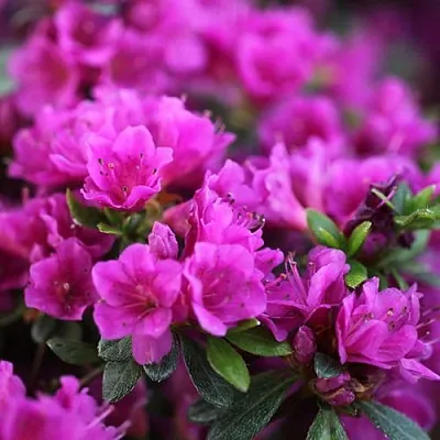 Азалия ХИРОКА японская  Азалия ХИРОКА японская в Пензе