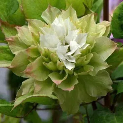 Клематис СЕН-НО-КЕЙЗ  Клематис СЕН-НО-КЕЙЗ в Пензе