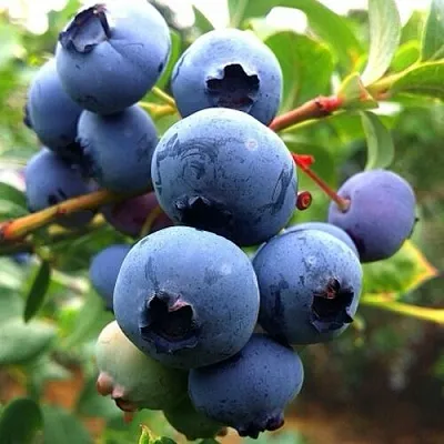 Голубика ДЮК  Голубика ДЮК в Пензе