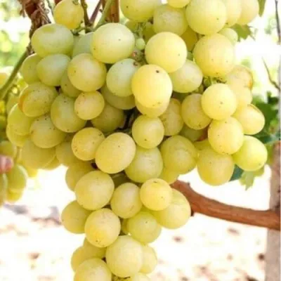Виноград ТАЛИСМАН в Пензе