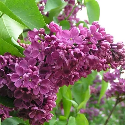 Сирень ДЕНЬ ПОБЕДЫ в Пензе